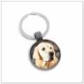 Golden Retriever E526