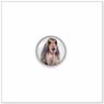 Afghan Hound E493