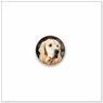 Golden Retriever E526