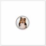 Shetland Sheepdog E546